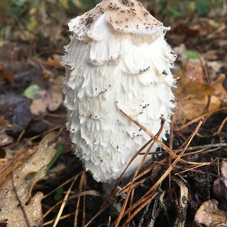 Appartement Wijkd Leende