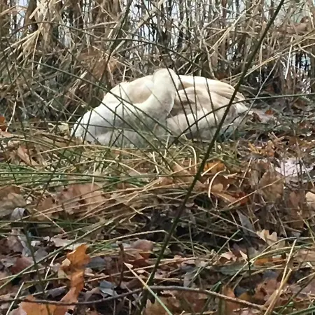 Wijkd