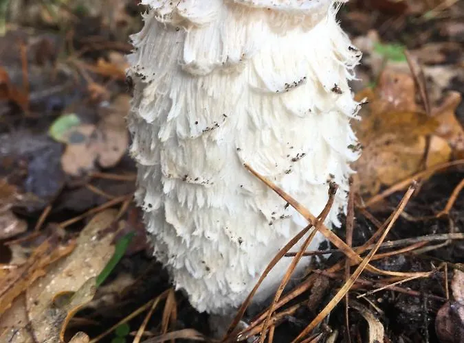 Appartement Wijkd Leende